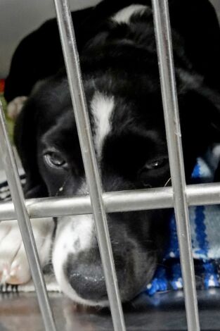 Veterinario en apuros. Veterinario en apuros: Recogiendo los pedazos