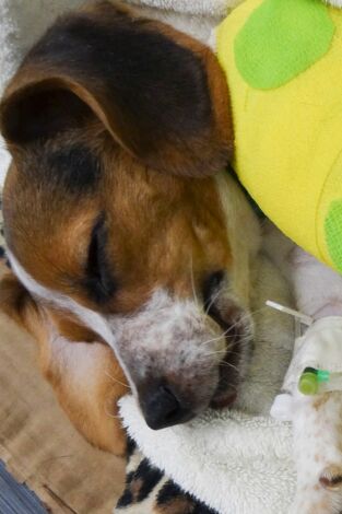 Veterinario en apuros. Veterinario en apuros: Un golpe de mala suerte