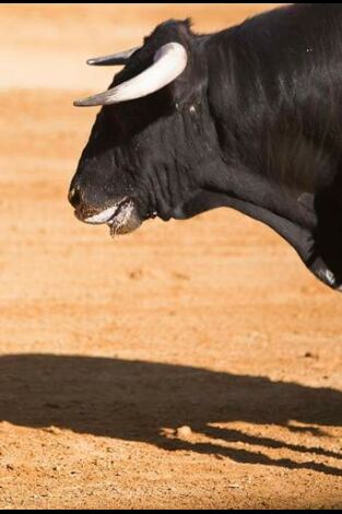 Toros: Novillada desde Chinchón