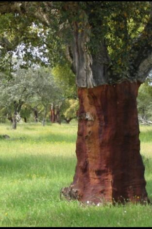El bosque protector
