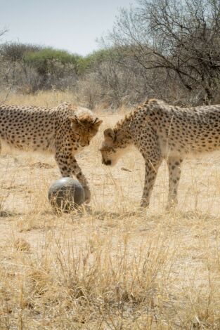 Animales juguetones