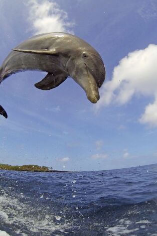 Delfines. Un espía en la manada. Delfines. Un espía en la manada 