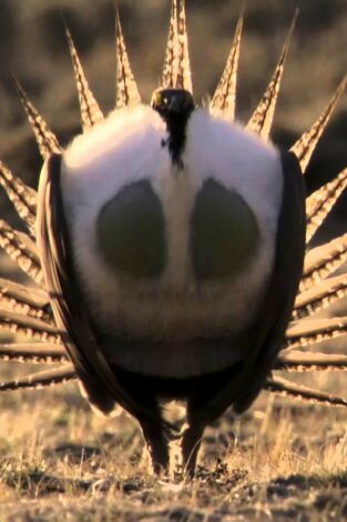Los grandes bailarines de la naturaleza. Los grandes bailarines...: La danza del amor