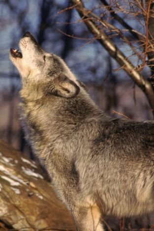 Batallas salvajes: batallas de lobos