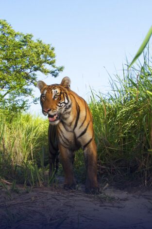 Expedición tigre. T(T1). Expedición tigre (T1): Ep.2