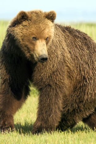 El último oso pardo del Valle Paraíso