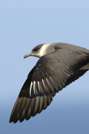 Salvar a nuestros pájaros marinos
