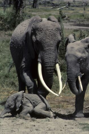 Eco: el elefante inolvidable: Mundo natural