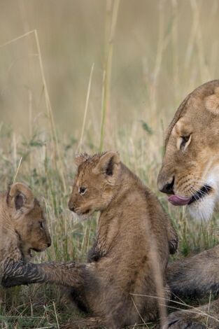 Diario de felinos: la historia de Tamu