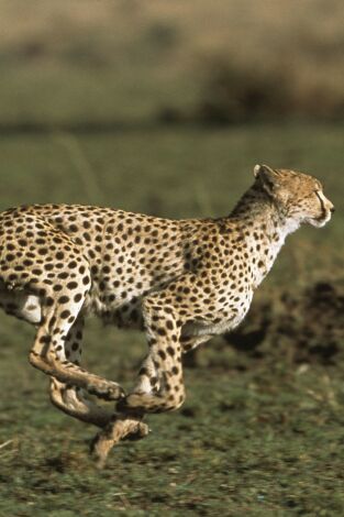 Diario de los grandes felinos. Diario de los grandes...: Bella y sus cachorros