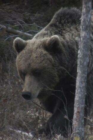 El documental: El no a l'os