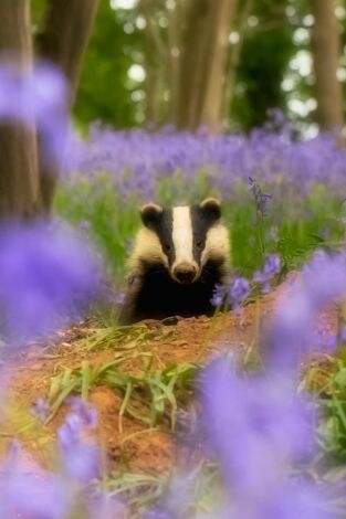 Illes salvatges: Episodi 1