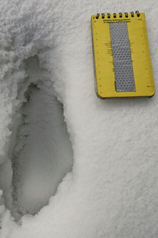 El Yeti, la nueva evidencia