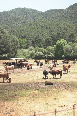 Granjas en acción. T(T1). Granjas en acción (T1): Ep.8