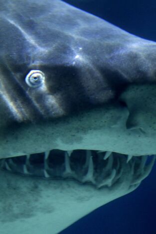 Tiburón: el cabo del miedo