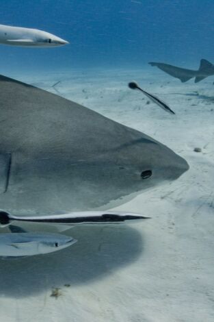 Tiburón: amenaza en Estados Unidos