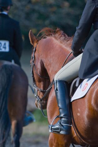 Asiático de equitación - Resumen