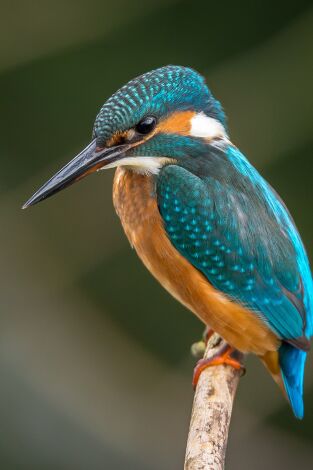 Piztien artean