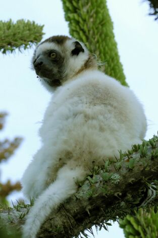 Planeta selva. Planeta selva: Un món d'espines
