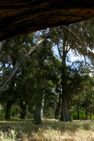 Planeta selva. Planeta selva: El bosc mític