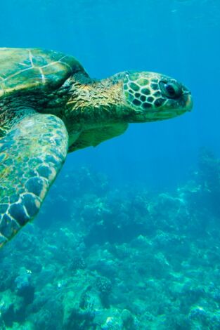 Lugares indómitos. La gran barrera de coral. Lugares indómitos....: Invierno