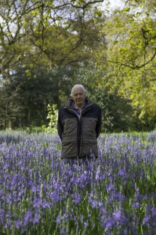Curiosidades de la naturaleza con David Attenborough