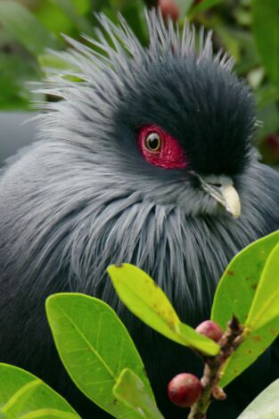 Planeta selva