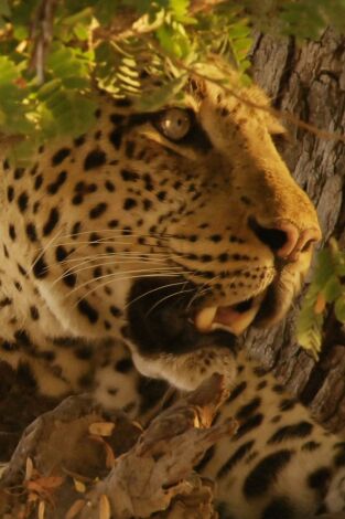Cazadores de África. Cazadores de África: Las dificultades de Olimba