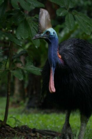 Un pájaro prehistórico