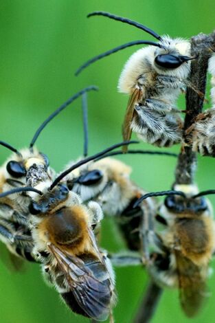 Las hijas del sol. Las hijas del sol: Las abejas