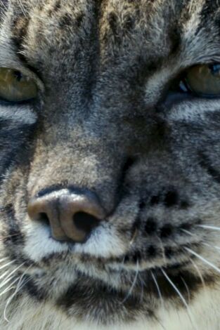 Hijos de Saliega. El retorno del lince ibérico