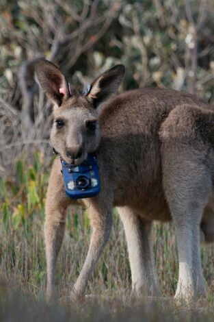 Animales con cámaras. Animales con cámaras: Australia
