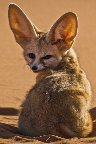 Cànids salvatges. Cànids salvatges: Coneixem la família