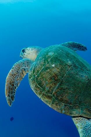 Océanos épicos. Océanos épicos: Arrecifes poco profundos
