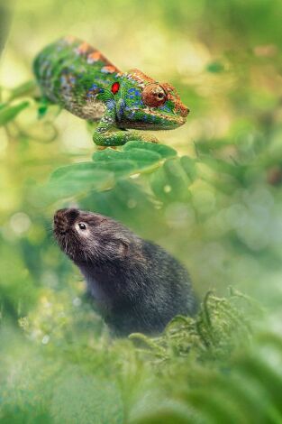 Petits viatges salvatges. Petits viatges salvatges: Episodi 3