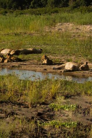La vida en los ríos de África. La vida en los ríos...: Rio Limpopo