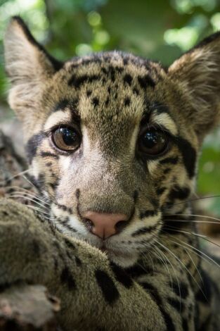 Un día en la naturaleza. Un día en la naturaleza: Nadal a Nova Zelanda