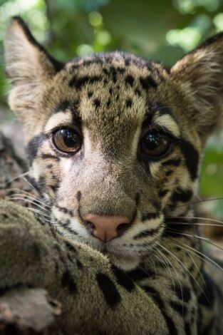 Del amanecer al crepúsculo. Del amanecer al...: Aràbia: El regne del sol
