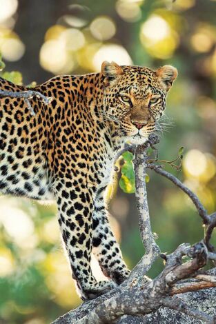 Los cuentos africanos de Maleika: Sobrevivir en el Kalahari