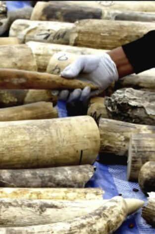 Asesinos del planeta. T(T1). Asesinos del planeta (T1): El rey del marfil