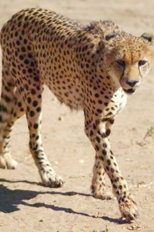 Grandes parques naturales de África