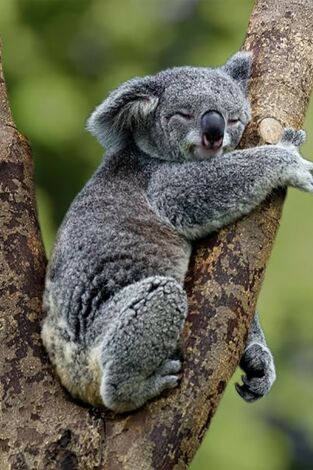 Australia indómita. Australia indómita: Bosque