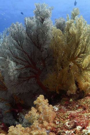 Mares supremos. Mares supremos: La carrera de las sardinas