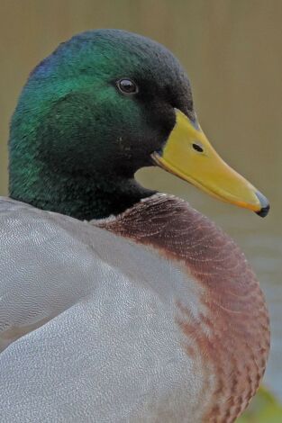 Italia. El último territorio salvaje. Italia. El último territorio salvaje 
