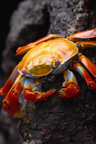 Ecuador en la cima de la biodiversidad. Ecuador en la cima de la biodiversidad 