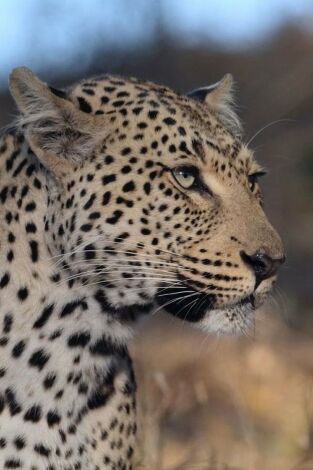 La soledad del leopardo