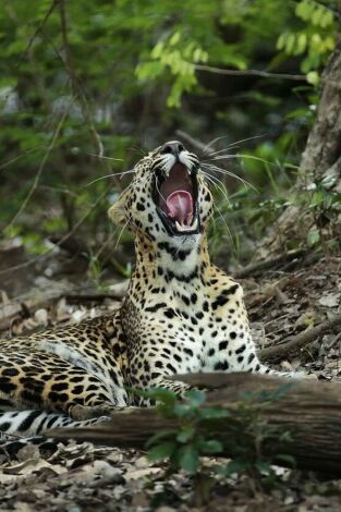 Panteras. Panteras: Guepardo. El más veloz de los felinos