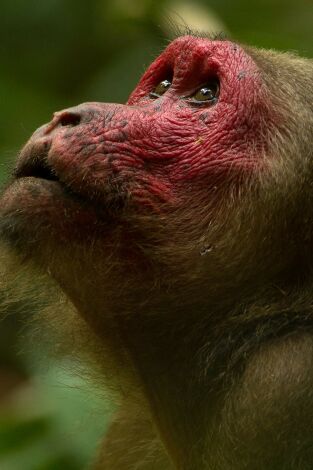Dentro de lo Salvaje: India. Dentro de lo...: Rana: Reina de la Jungla