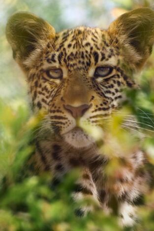 Animal. Animal: Grandes felinos