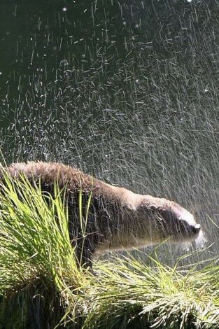 Un año en la vida de una nutria